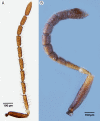 Figure 20