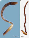 Figure 27