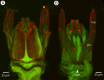 Figure 52