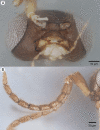 Figure 33