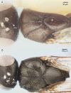 Figure 41