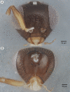 Figure 32