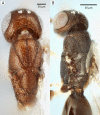 Figure 25