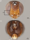 Figure 54