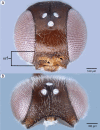 Figure 48