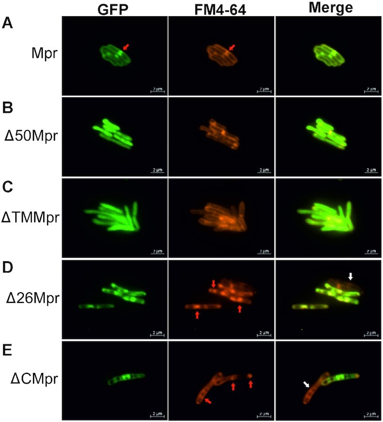 Figure 2.