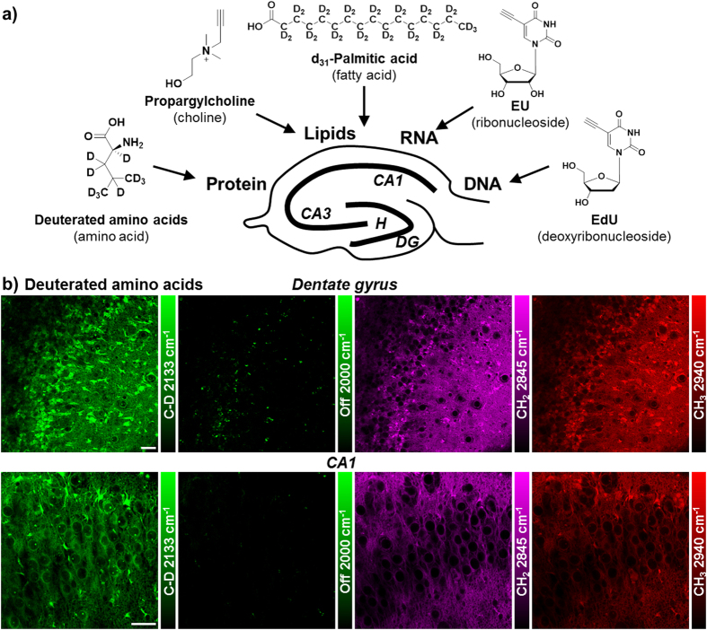 Bioorthogonal Chemical Imaging Of Metabolic Activities In Live 