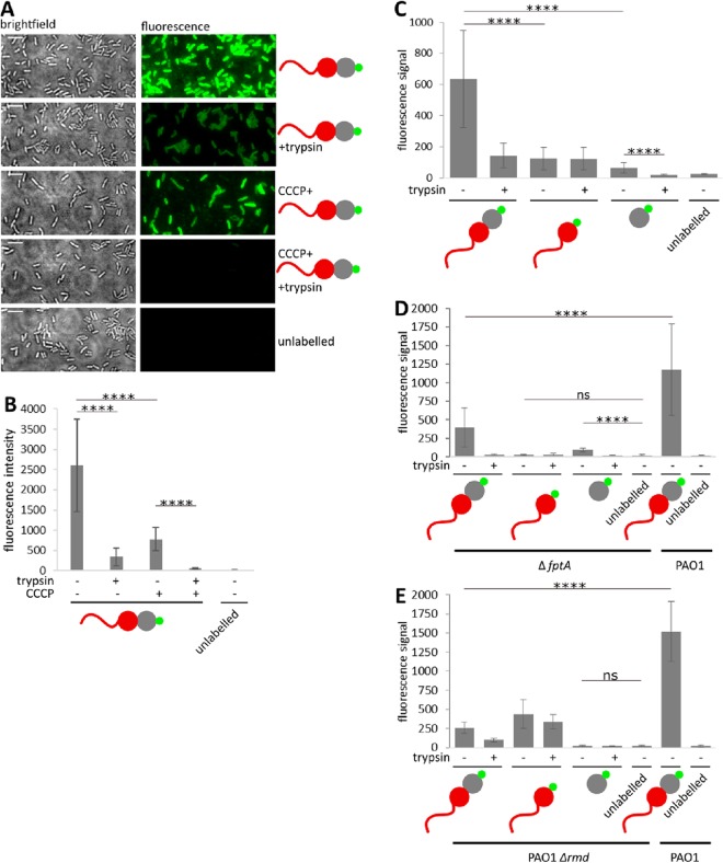 FIG 3