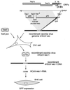 FIG. 1