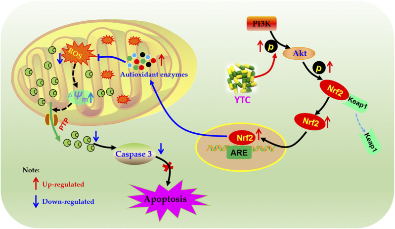 FIGURE 12