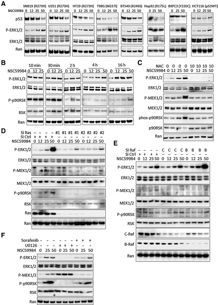 Figure 1. NSC59984 constitutively induces ERK1/2 phosphorylation. A, The phosphorylation of ERK1/2 in different cancer cells. Cancer cells were treated with NSC59984 (μmol/L) for 16 hours. B, The phosphorylation of ERK1/2 in SW480 cells treated with NSC59984 (μmol/L) in a dose and time course. C, The phosphorylation of ERK1/2 in SW480 cancer cells treated with NSC59984 (μmol/L) and NAC (mmol/L) for 16 hours. D, The phosphorylation of ERK1/2 in SW480 cancer cells with knockdown of Ras. SW480 cells were transfected with siRNAs (siRNA #1 and #2) to knockdown Ras, followed with NSC59984 (μmol/L) treatment for 16 hours. E, The phosphorylation of ERK1/2 in SW480 cells with knockdown of Raf expression. C-Raf or B-Raf expression was knocked down by siRNA in SW480 cells, followed with NSC59984 (μmol/L) treatment for 16 hours. F, The phosphorylation of ERK1/2 in SW480 cells treated with NSC59984 (μmol/L) and the different kinase inhibitors (μmol/L) as indicated for 16 hours.