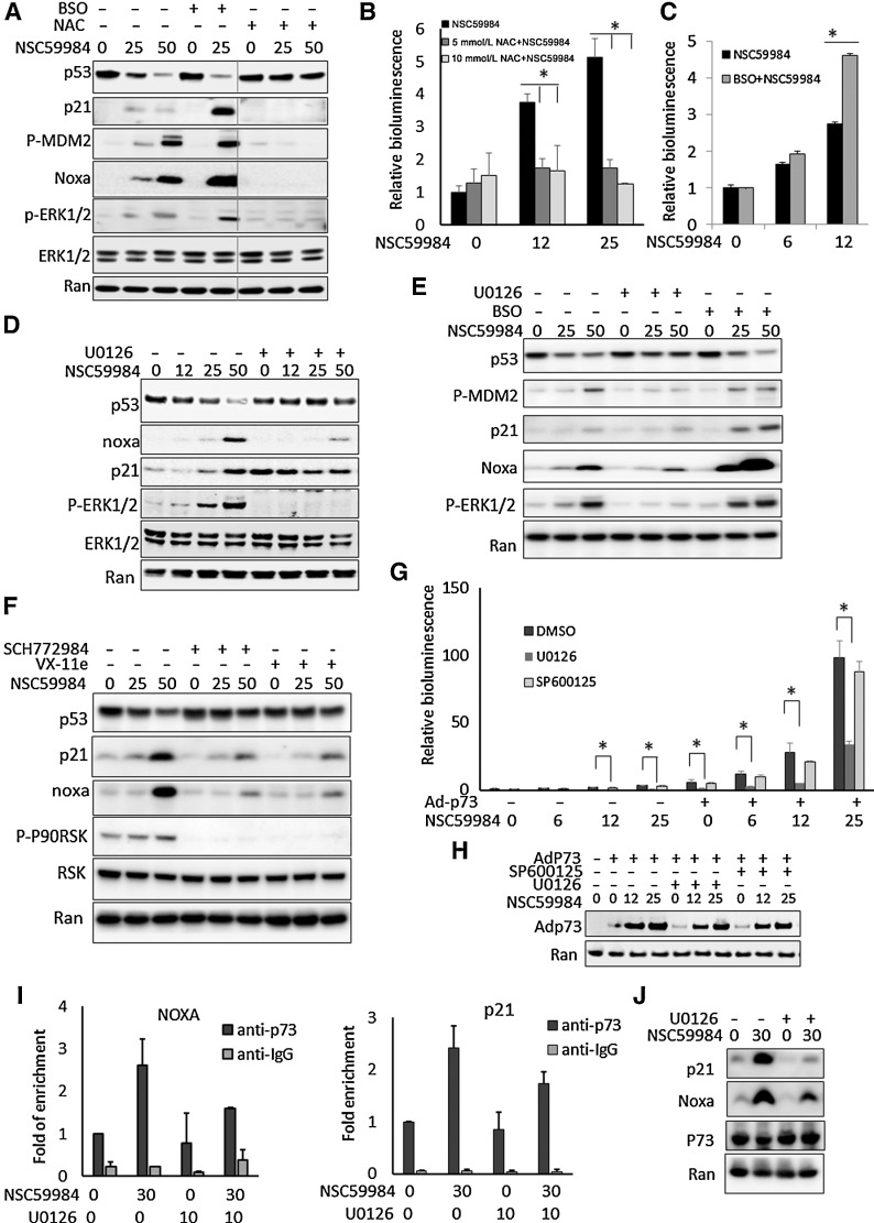 Figure 4. ROS is required for NSC59984 to restore p53 pathway signaling through ERK2. A, The protein level of mutant p53 and p53 targets in HT29 cells following treatment with NSC59984 (μmol/L) in combination with NAC (10 mmol/L) or BSO (10 μmol/L) for 16 hours. B, p53-responsive reporter bioluminescence in SW480 cells treated with NSC59984 (μmol/L) and NAC (10 mmol/L) for 16 hours. C, p53-responsive reporter bioluminescence in SW480 cells treated with NSC59984 (μmol/L) and BSO (10 μmol/L) for 16 hours. D, The expression of mutant p53 and p53 targets at the protein level in SW480 cells treated with NSC59984 (μmol/L) and U0126 (10 μmol/L) for 16 hours. E, The protein level of mutant p53 and p53 targets in RXF393 cancer cells carrying mutant p53 (R175H). The cells were treated with NSC59984 (μmol/L) and U0126 (10 μmol/L) or BSO (20 μmol/L) for 16 hours. F, The expression of mutant p53 and p53 targets at the protein levels in HT29 cells treated with NSC59984 (μmol/L) and ERK1/2 inhibitor SCH772984 (1 μmol/L) or VX-11e (5 μmol/L) for 16 hours. G, The p53-responsive reporter bioluminescence assay in SW480 cells with the overexpression of Ad-p73. p73 was overexpressed in SW480 cells by adenovirus (Ad-p73) infection. The cells were treated with NSC59984 (μmol/L) and U0126 (10 μmol/L) or SP600125 (10 μmol/L) for 16 hours. Data represent mean ± SD. *, P < 0.05 compared with the NSC59984 treatment at each dosage. H, The Ad-p73 expressed protein levels in the cells with the adenovirus infection (G). I, ChIP-PCR assay. p73 was overexpressed in HT29 with adenovirus infection. Following treatment with NSC59984 (μmol/L) and U0126 (μmol/L) for 7 hours. ChIP assay was performed with anti-P73 and IgG as a control. The p21 or Noxa promoters were quantified by real-time PCR using the ChIP-eluted DNA. Data were normalized to the ChIP with anti-p73 in the cells treated with DMSO treatment as a control. Data represent mean ± SD, N = 2. ANOVA test, P < 0.05. J, P21 and Noxa at the protein level in HT29 cells by Western blot assay (I).