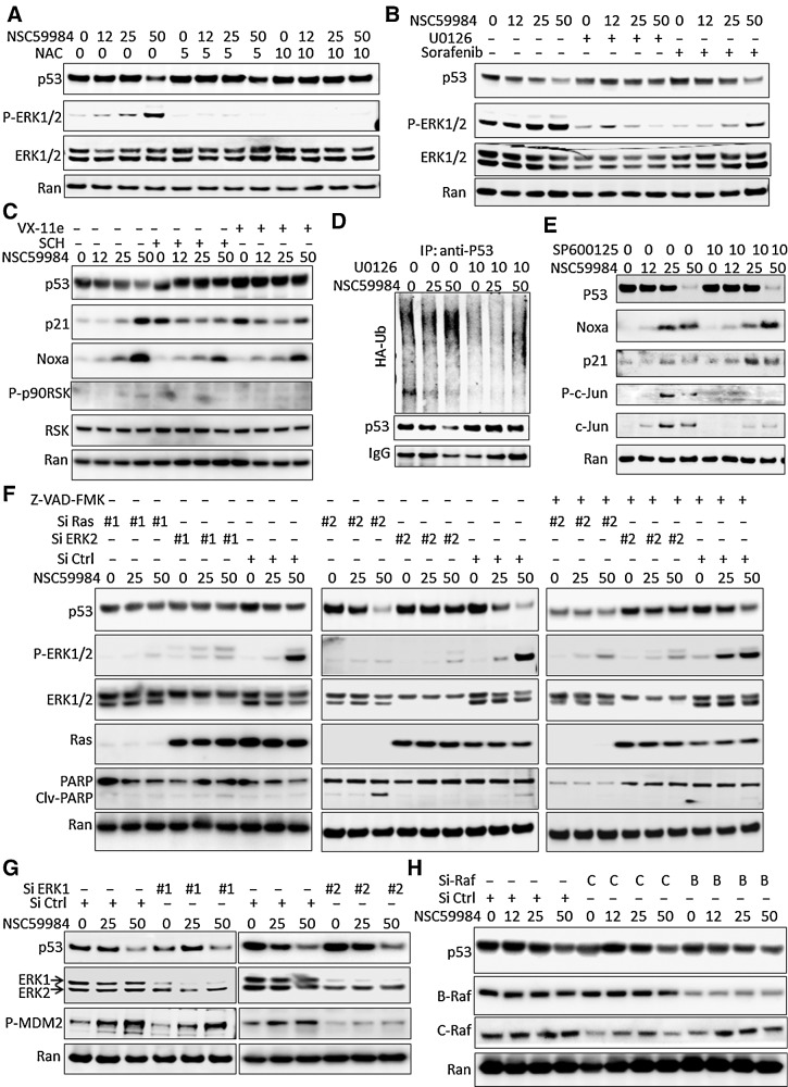 Figure 2. ROS is required for NSC59984-induced mutant p53 degradation through ERK2. A, The expression of mutant p53 at the protein level in SW480 cells treated with NSC59984 (μmol/L) and NAC (mmol/L) for 16 hours. B, The expression of mutant p53 at the protein level in SW480 cancer cells treated with NSC59984 (μmol/L) and U0126 (10 μmol/L) or Sorafenib (32 μmol/L) for 16 hours. C, The expression of mutant p53, p21, and noxa at the protein levels in SW480 cancer cells treated with NSC59984 (μmol/L) and ERK1/2 inhibitor, SCH772984 (SCH, 1 μmol/L) or VX-11e (5 μmol/L) for 16 hours. D, The ubiquitination assay by IP in SW480 cells. SW480 cells were transfected with HA-Ub for 48 hours, followed with the treatment with NSC59984 (μmol/L) and U0126 (10 μmol/L) for an additional 8 hours. E, The protein level of mutant p53 and p53 targets in SW480 cells treated with NSC59984 (μmol/L) and SP600125 (10 μmol/L) for 16 hours. F, The expression of mutant p53 at the protein level in the cancer cells with knockdown of Ras and ERK2. Ras and ERK2 were knocked down in SW480 cells with siRNA (#1 and #2 for each target), followed by treatment with NSC59984 (μmol/L) and 20 μmol/L of Z-VAD-FMK for 16 hours. G, The expression of the mutant p53 at the protein level in the ERK1-knockdown SW480 cells treated with NSC59984 (μmol/L) for 16 hours. ERK1 was knocked down by two siRNAs. H, The expression of the mutant p53 at the protein level in the Raf-knockdown cancer cells. C-Raf and B-Raf were knocked down in SW480 cells by siRNA, followed with NSC59984 treatment (μmol/L) for 16 hours.