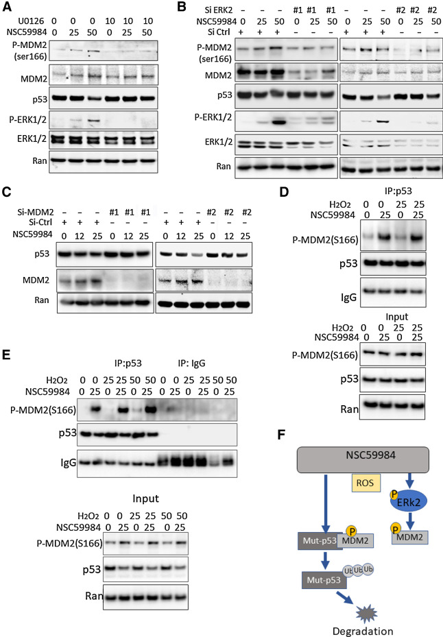 Figure 3. NSC59984 induces MDM2-dependent mutant p53 degradation. A, Phosphorylation of MDM2 at ser166 in SW480 cells treated with NSC59984 (μmol/L) and U0126 (μmol/L) for 16 hours. B, Phosphorylation of MDM2 at ser166 in cells with knockdown of ERK2. The ERK2 was knocked down by two siRNAs (#1 and #2) in SW480 cells. The cells were treated with NSC59984 (μmol/L) for 16 hours. C, The expression of mutant p53 at the protein level in the cells with knockdown of MDM2. The MDM2 was knocked down with siRNA (#1 or #2) in SW480 cells. The cells were treated with NSC59984 (micromole/L) for 16 hours. D, The IP assay in SW480 cells. SW480 cells were treated with NCC59984 (μmol/L) and H2O2 (μmol/L) for 8 hours. E, The IP assay in HT29 cells. HT29 cells were treated with NCC59984 (μmol/L) and H2O2 (μmol/L) for 8 hours. F, The schematic of the mechanism of action of NSC59984 on mutant p53 degradation via an ROS-ERK2-MDM2 axis.