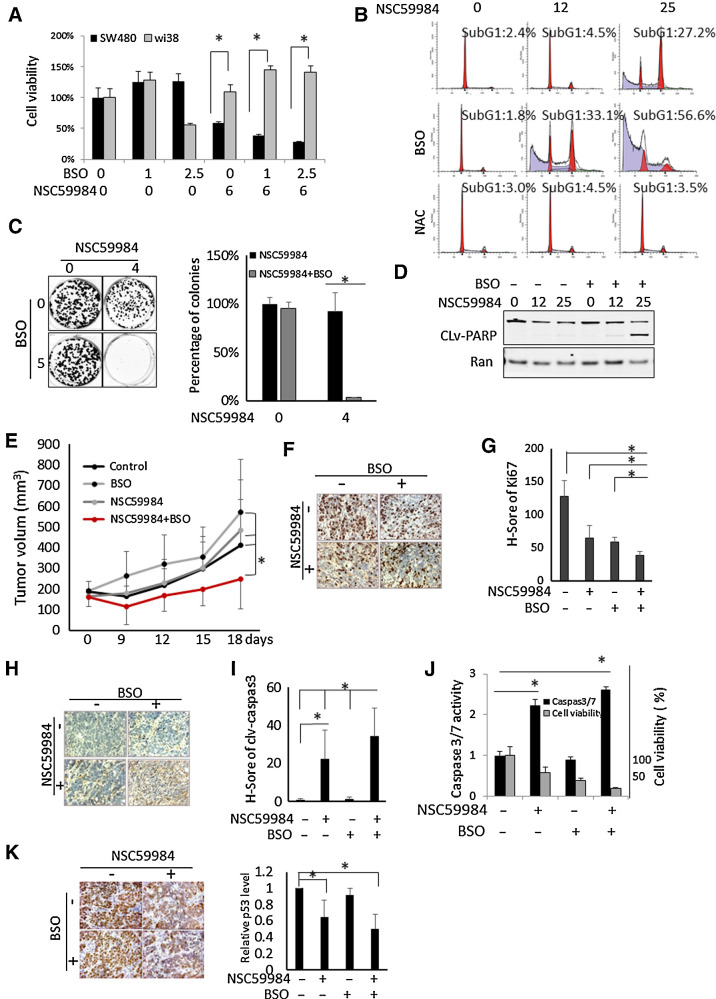 Figure 6. NSC59984 in combination with BSO suppresses tumor growth. A, Cell viability of SW480 and normal WI-38 cells treated with NSC59984 (μmol/L) and BSO (μmol/L) for 72 hours. B, The cell-cycle profiles of SW480 cells treated with NSC59984 (μmol/L) in combination with NAC (10 mmol/L) or BSO (10 μmol/L) for 72 hours. C, The colony formation in HT29 cancer cells upon NSC59984 treatment in combination with BSO (5 μmol/L) as described in the Materials and Methods. D, Cleaved-PARP in SW480 cells treated with NSC59984 (μmol/L) and BSO (10 μmol/L) for 36 hours. E, Tumor volumes of HT29 xenografts in mice (n = 8). Tumor volumes were measured by a caliper every 3 days. Data are expressed as mean ± SD. *, P < 0.05. F, IHC staining for Ki67 in HT29 xenografted colorectal cancer tumors. G, The H-Score of Ki67 in HT29 xenograft tumors. H, IHC staining for cleaved-caspase 3 in HT29 xenograft tumors. I, The H-Score of cleaved caspase 3 in HT29 xenograft tumors. The H-Score (G and I) was calculated and analysis with VECTRA 2.0 as described in the Materials and Methods. J, Caspase 3/7 activity assays in SW480 cells. The cells were treated with NSC5994 (25 μmol/L) and BSO (10 μmol/L) for 30 hours for the caspase assay and 72 hours for the cell viability assay. The caspase 3/7 activity was normalized to the DMSO treatment as control. The cell viability was normalized to the cells treated with DMSO as control. Data are expressed as mean ± SD. *, P < 0.05. K, IHC staining for mutant p53 in HT29 xenografted tumors. The relative mutant p53 protein level was analyzed by image J and normalized to the nontreatment control. Data are expressed as mean ± SD. *, P < 0.05.