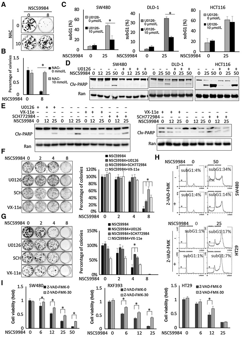 Figure 5. NSC59984 induces ERK2-dependent cell death in mutant p53-expressing cancer cells. A, Colony formation in HT29 cancer cells upon NSC59984 (μmol/L) treatment in combination with NAC (10 mmol/L) as described in the Materials and Methods. B, The relative number of the colonies (A). C, Sub-G1 flow cytometric analysis in different cancer cells treated with NSC59984 (μmol/L) and U0126 (10 μmol/L) for 72 hours. Data were obtained from two independent experiments. *, P < 0.05. D, Cleaved-PARP in SW480, DLD-1, and HCT116 cells treated with NSC59984 (μmol/L) and 10 μmol/L of U0126 for 36 hours. The cleaved-PARP was examined by Western blot analysis. E, Cleaved-PARP in Hop92 cells (left) and SW480 cells (right) treated with NSC59984 (μmol/L) and U0126 (10 μmol/L), SCH772984 (1 μmol/L) or VX-11e (5 μmol/L) for 36 hours. The cleaved-PARP was examined by Western blot analysis. F, The colony formation in HT29 cells. G, The colony formation in DLD-1 cells. The cells (F and G) were treated with NSC59984 (μmol/L) and U0126 (10 μmol/L), SCH772984 (SCH,1 μmol/L) or VX-11e (5 μmol/L). The percentages of colonies (B, F, and G) were obtained with DMSO treatment. Data represent mean ± SD from triplicate treatments. *, P < 0.05. H, The cell-cycle profiles of SW480 and HT29 cells treated with NSC59984 (μmol/L) in combination with Z-VAD-FMK (20 μmol/L) for 72 hours. I, Cell viability assay. Cancer cells were treated with NSC59984 (μmol/L) in the presence or absence of ZVAD-FMK (30 μmol/L) for 72 hours. Cell viability was determined by Cell Titer-Glo luminescence. Cell viability data were normalized to those of DMSO as a control. Data represent mean ± SD. *, P < 0.05 compared with the NSC59984 treatment at each dosage.