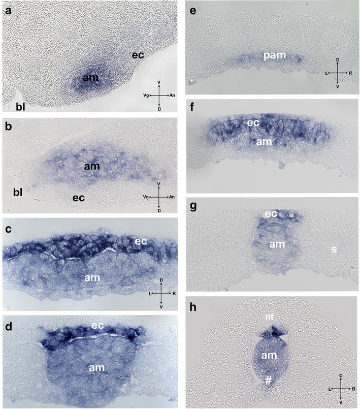 Fig. 6