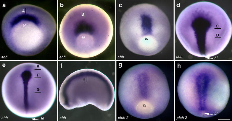 Fig. 5