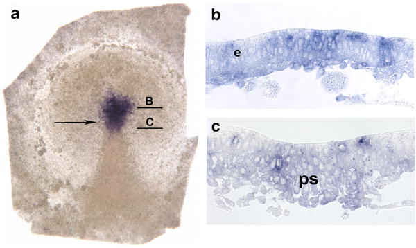 Fig. 2