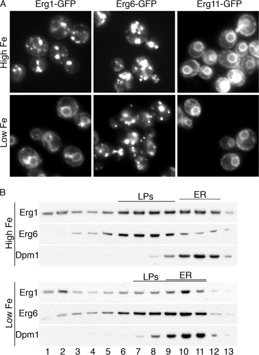 FIGURE 6.