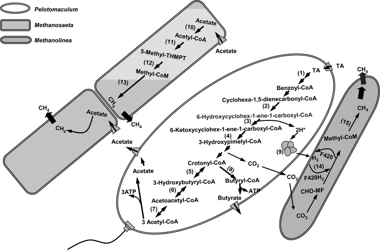 Fig 5