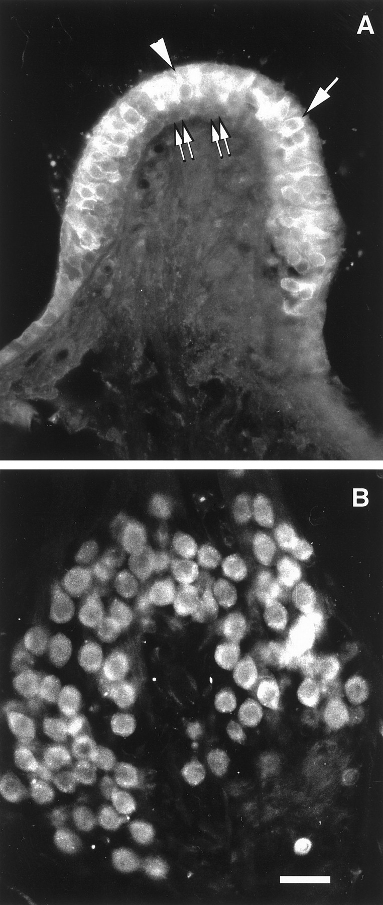 Fig. 8.