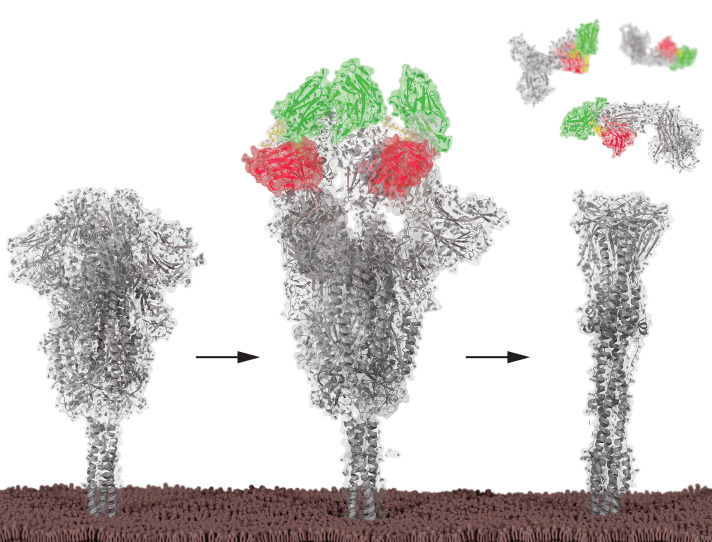 Bivalent nanobodies neutralize by inducing postfusion conformation of the SARS-CoV-2 spike.