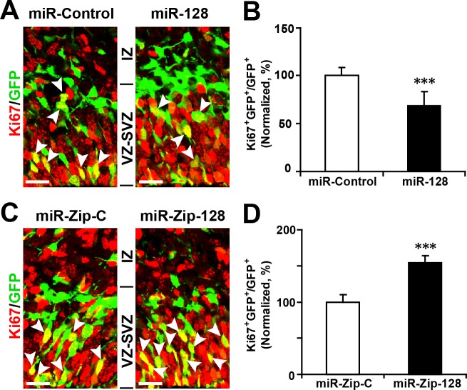 Figure 3—figure supplement 1.