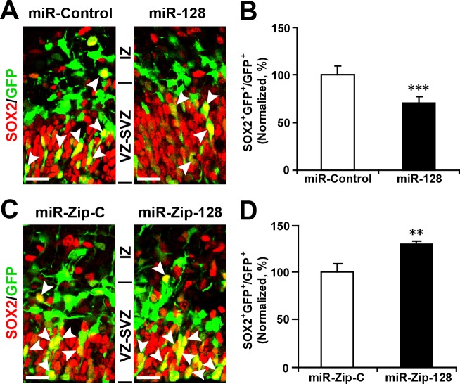 Figure 3—figure supplement 2.