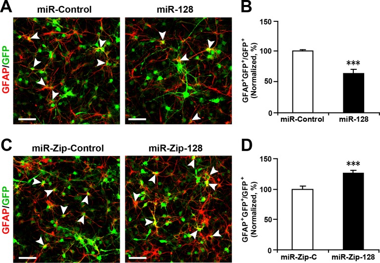 Figure 2—figure supplement 5.