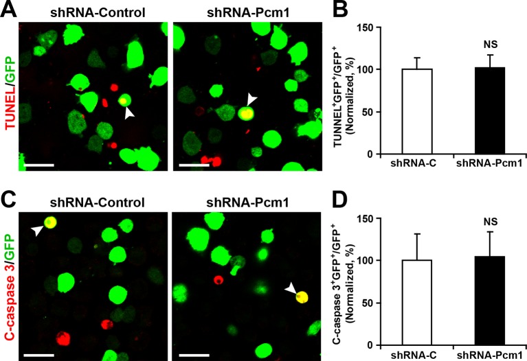 Figure 5—figure supplement 2.