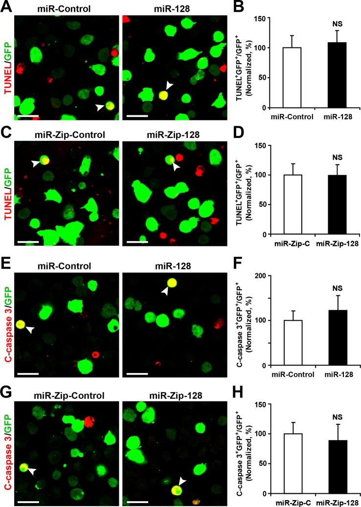 Figure 2—figure supplement 2.