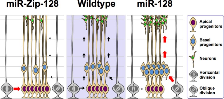 Figure 3—figure supplement 3.