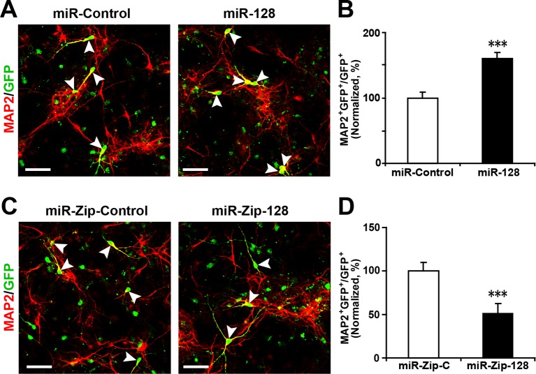 Figure 2—figure supplement 3.