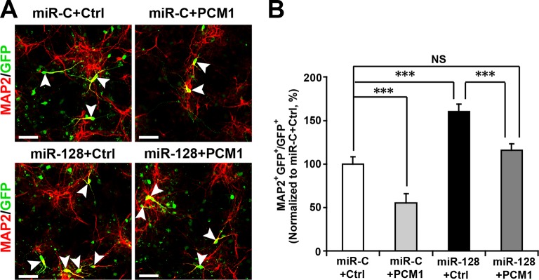 Figure 6—figure supplement 1.