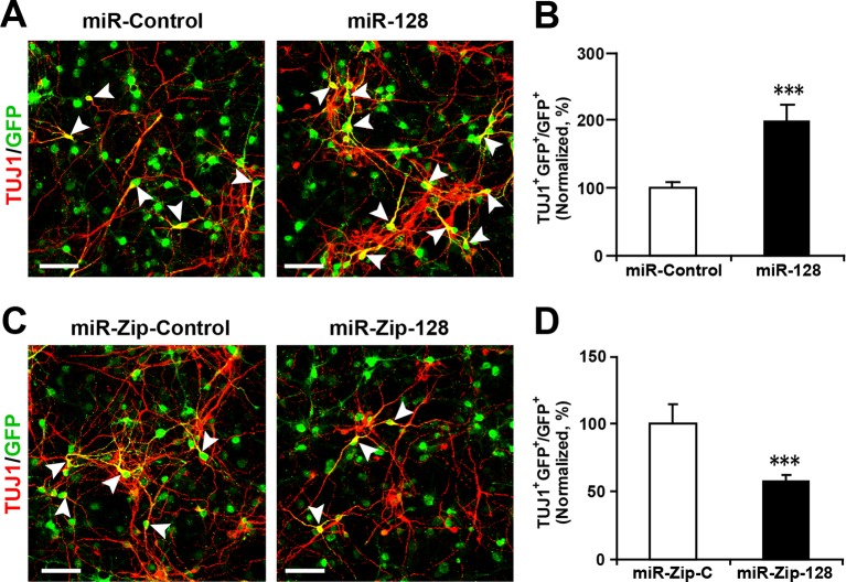 Figure 2—figure supplement 4.