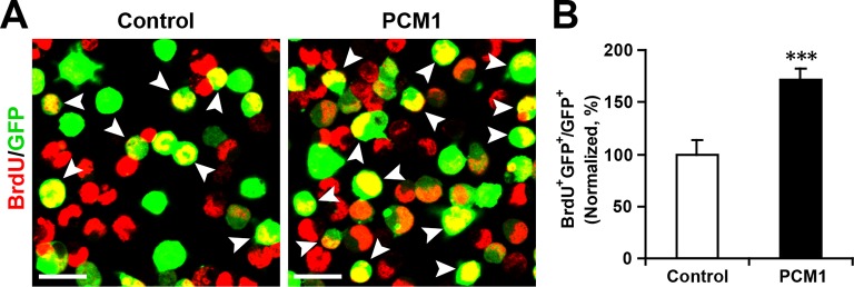 Figure 5—figure supplement 4.