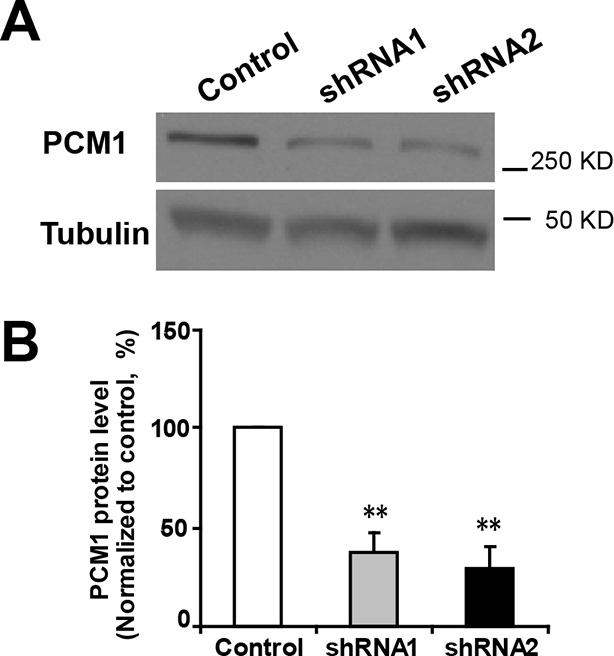 Figure 5—figure supplement 1.