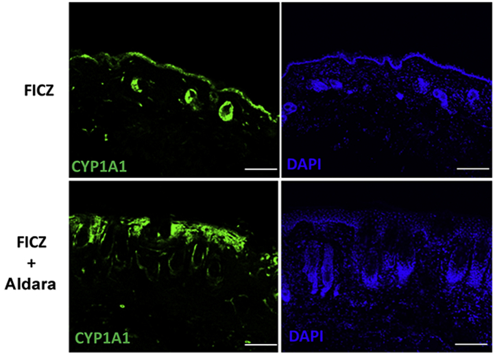 Supplementary Figure S1