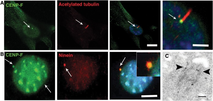 Figure 3