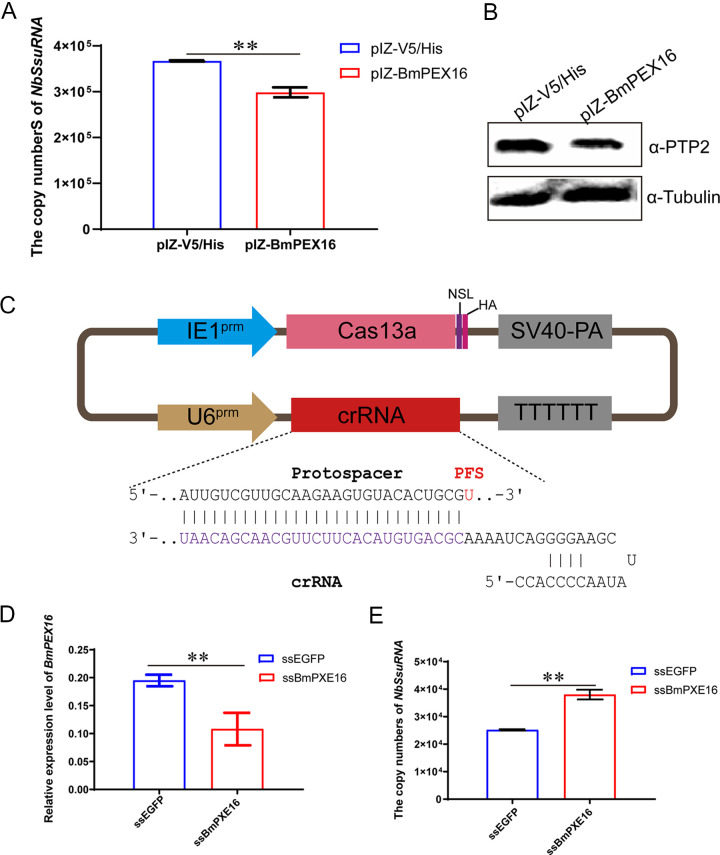 FIG 6