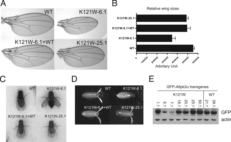 FIGURE 5.