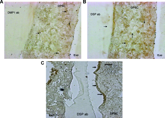 FIG. 8.