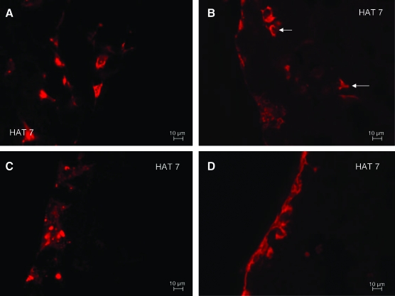 FIG. 4.