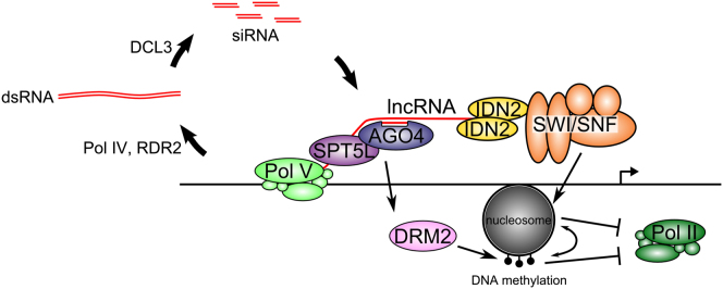 Figure 7