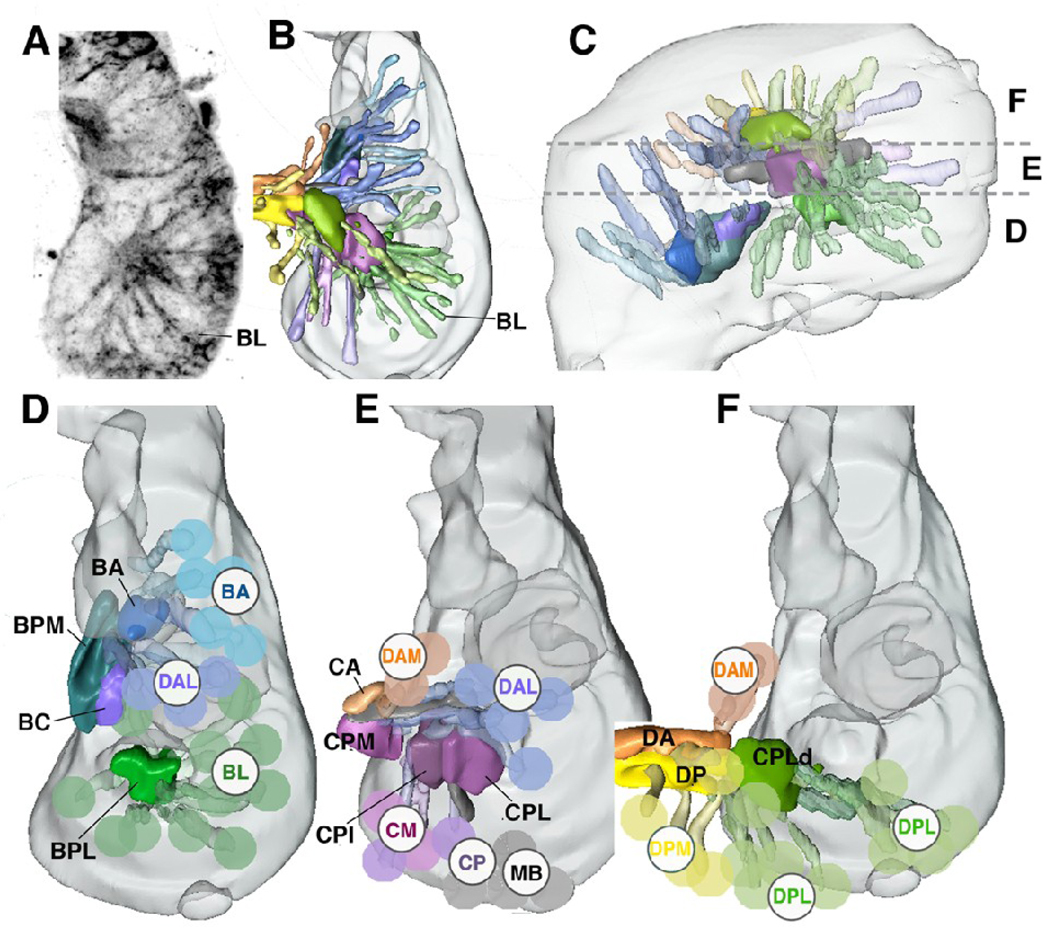 Fig.1