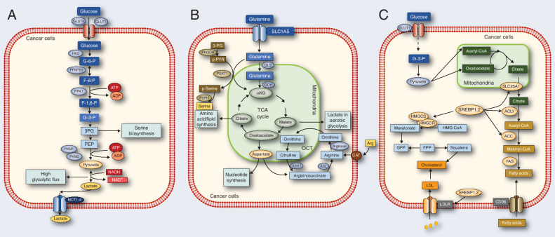 Figure 1. Reprogrammed metabolic activities in cancer. A, The flux of glucose metabolism and glycolysis is accelerated in cancer cells by preferential expression of transporters and irreversible enzymes that drive glucose flux forward and satisfy the anabolic demands of cancer cells. Transporters and enzymes that are predominant in cancer cells are shown in red. B, Cancer cells rely on the exogenous supply of Arg and are regulated by arginase, ASL, and ASS1. Glutamine can be converted by GLS and GDH. The serine synthesis pathway utilizes the glycolytic intermediate 3P-glycerate, which is converted by PHGDH, PSAT-1, and PSPH into serine. Enzymes that are predominant in cancer cells are shown in red. C, In cancer cells, glucose uptake and glycolysis are markedly upregulated, generating large amounts of pyruvate. Pyruvate is converted to citrate in mitochondria, which is transported by SLC25A1 from the mitochondria into the cytoplasm. The citrate serves as a precursor for de novo synthesis of fatty acids and cholesterol in the cytoplasm. Acetate is converted to acetyl-CoA by the ACSS2 enzyme, serving as another source of lipid synthesis. Related enzymes up-regulation promotes fatty acid and cholesterol synthesis, while the LDLR and CD36 upregulation increase fatty acid and cholesterol uptake.