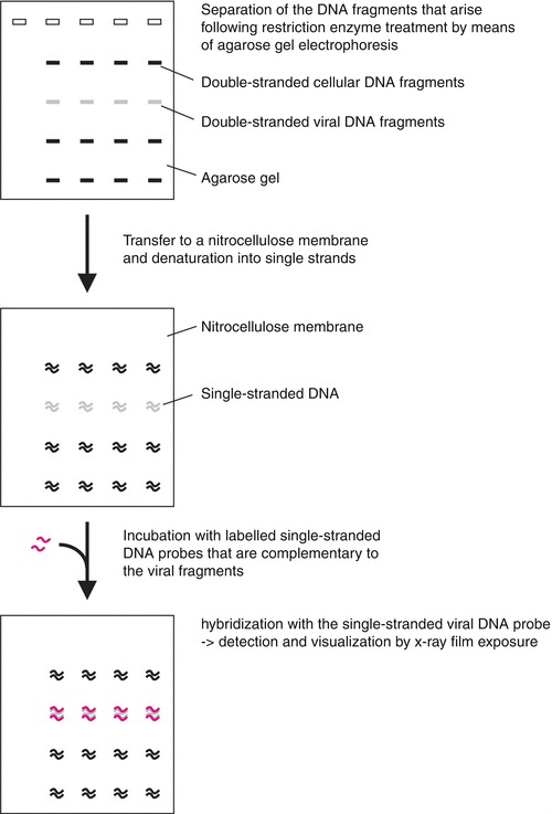 Fig. 13.4