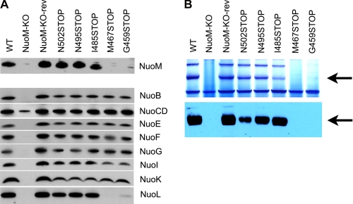 FIGURE 3.