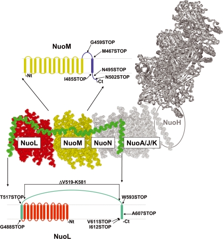 FIGURE 1.